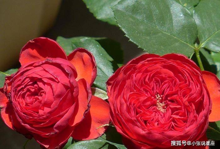 哪个月出生的人十月以后工作运好，对贵人最有价值，职业前景很好，