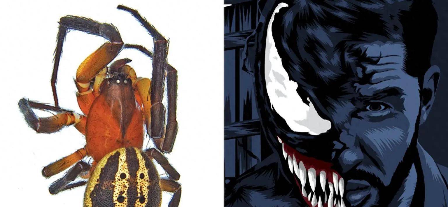 "毒液"蜘蛛 - 以漫威人气角色命名的新属种_哈迪_澳大利亚_博士