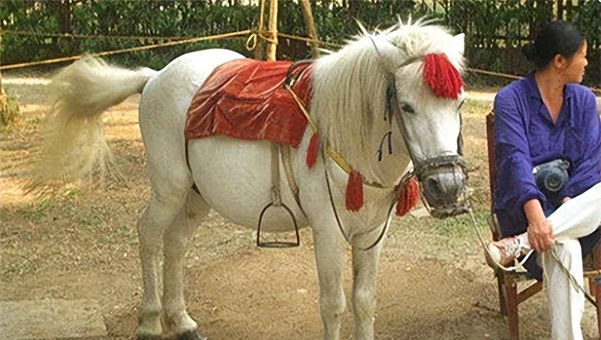 纪实:97年白龙马惨死山洞,杨洁泪崩,尸骨无存背后是人性的丑恶_马匹