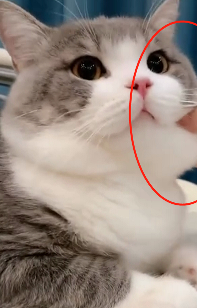 猫咪被主人捏脸后，小模样超可爱