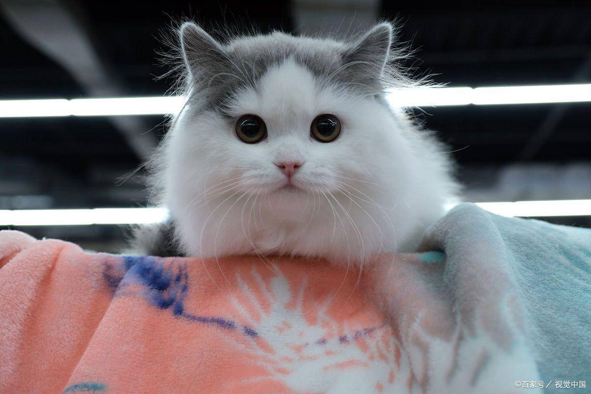 长相_加菲猫_因为