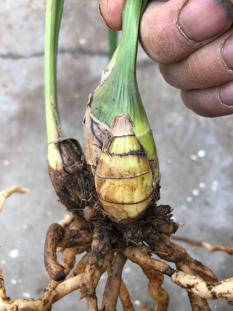 扭伤兰花球茎之间的连接,能提高兰花的发芽率_方法_操作_进行