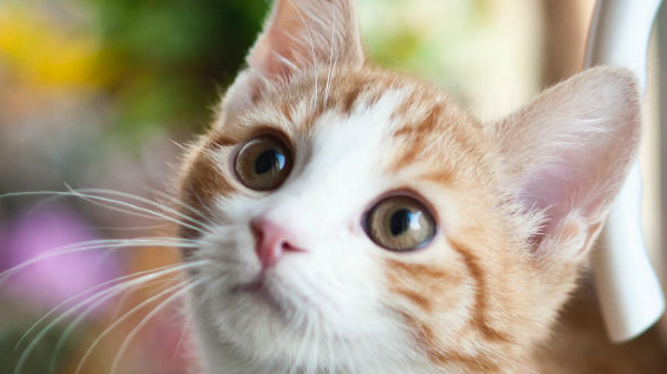 自从养猫之后这日子没法过了,每天被萌醒…… 自从养猫之后这日子没法过了,每天被萌醒……