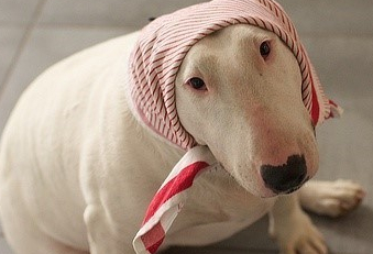 柴犬在表情包界的表现也非常惹眼,而牛头梗,只需要看到它的外表,不经