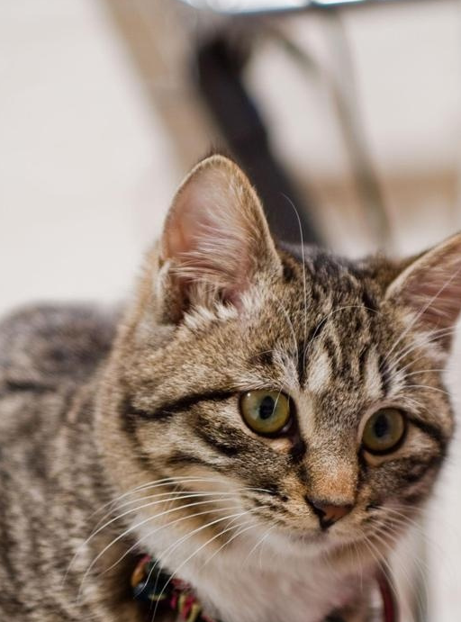 被一堆东西砸了,当他睁开眼睛时,却出现了,猫在床上跳,小猫:857857