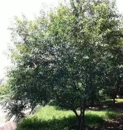 咱们看看这个火龙纹桃核树.其实和普通的山桃树,也没差多少.