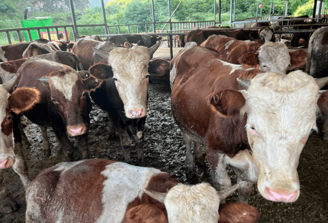 广西南宁的这家养牛场使用发酵酒糟喂肉牛,成本低,长速快