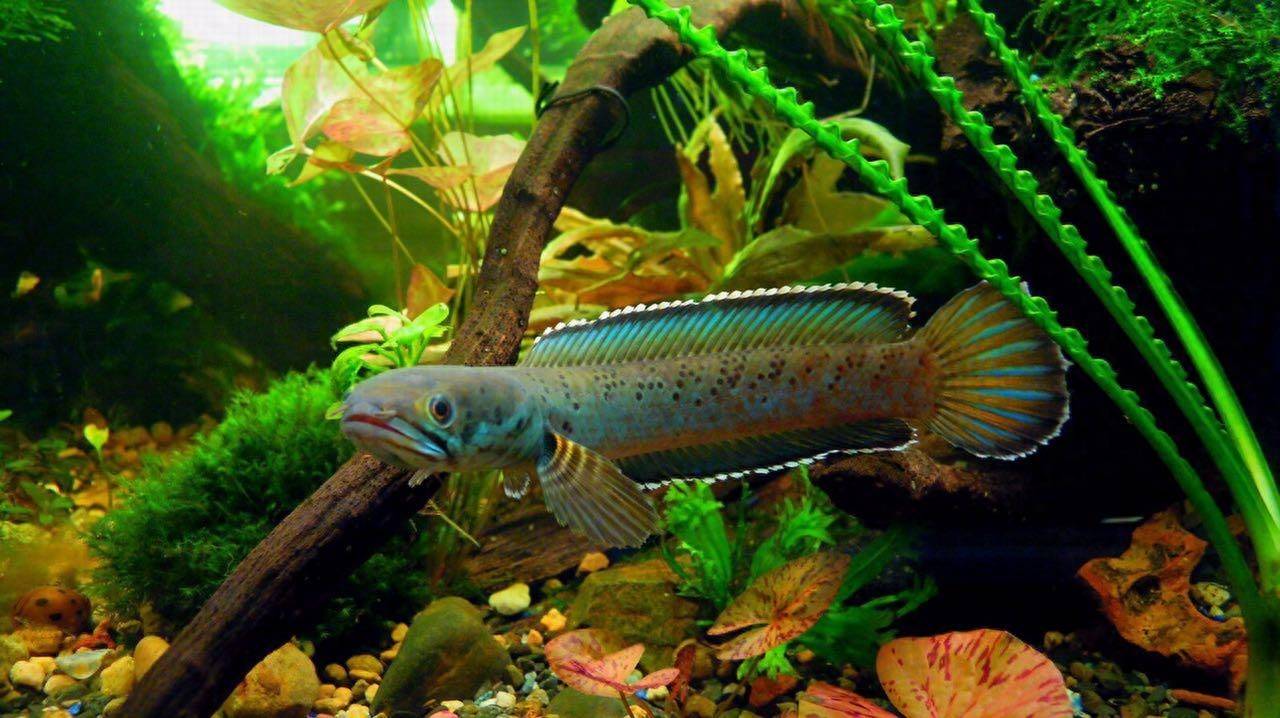 雷龙鱼存活多日竟能游动,专家揭秘其生命奥秘!_自然环境_水质_氧气