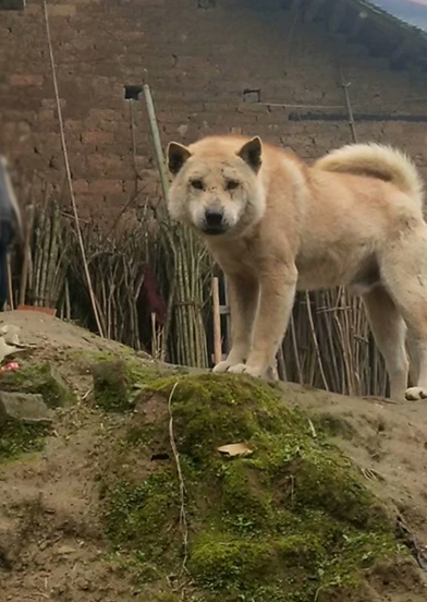 农村里的中华田园犬,脸上的疤痕遍布,狗王的品相_黄狗_老大_虎头