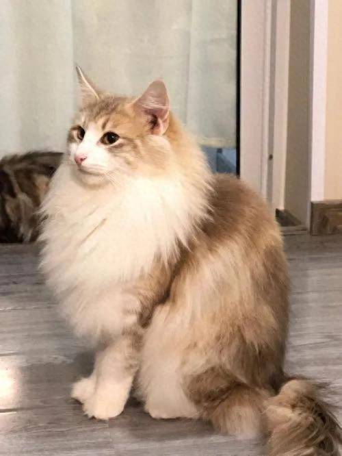 挪威森林猫可以在零下16℃生存,而且长的好看_品种_体型_环境