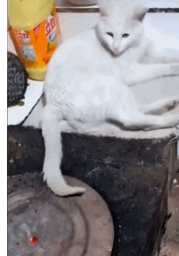 尾巴都烤焦了，猫咪还无动于衷