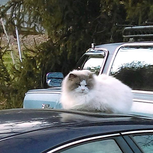 布偶猫因主人搬家遭遗弃，幸好遇到善良女孩