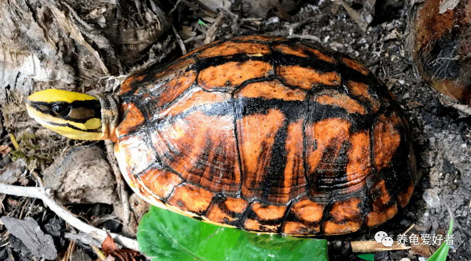 一次性全面的比较和分析,黄缘闭壳龟与三线闭壳龟的家养优劣