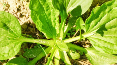 猪肚菜,灰盆草,田灌草,蛤蟆草,饭匙草,猪耳草,牛甜菜,打官司草,车轱辘
