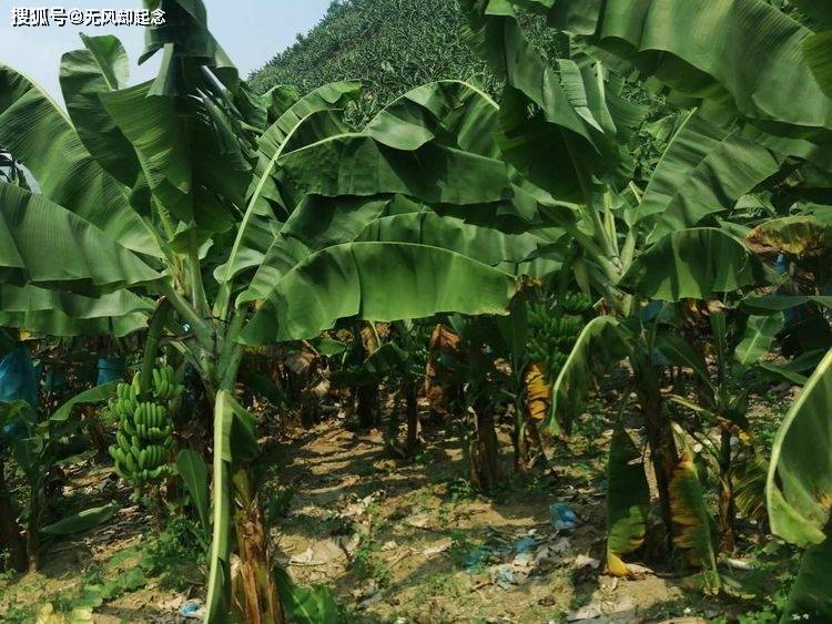 老山"洗尸台":清洗过我军无数战士的遗体,一段不为人知的历史_烈士