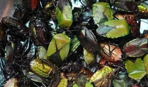 你凭什么看不起打屁虫?就因为放屁很臭,可你知道它有多美味吗?