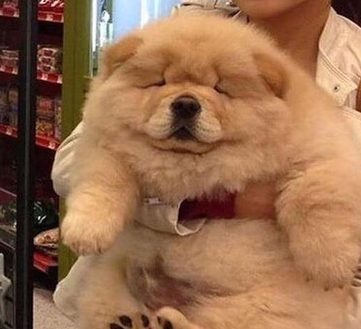 养松狮犬的6大“副作用”，网友：说起来都是泪