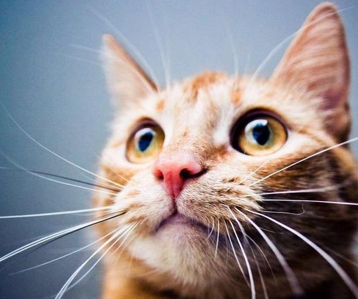 猫的以下六种行为可能代表疾病,别忽视他