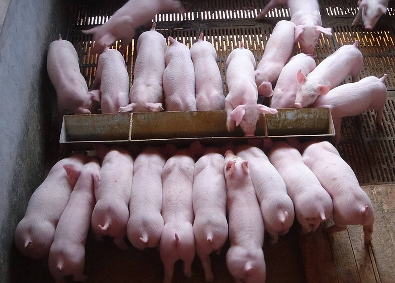 猪料槽的制作流程是什么?可以试试这样做!_进行_消毒_养殖户