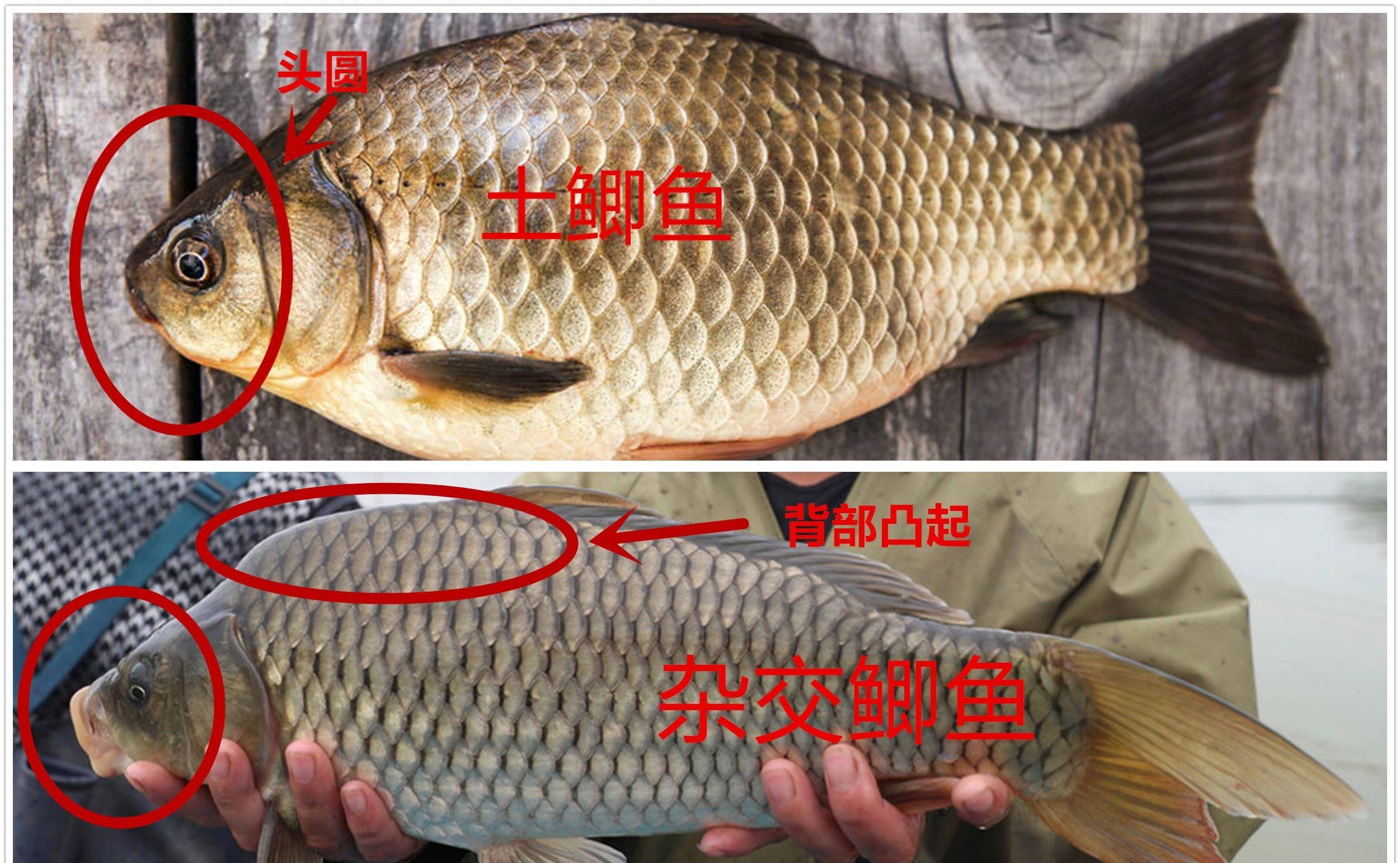 男子水库钓获"巨型鲫鱼王",长约半米重达30斤!