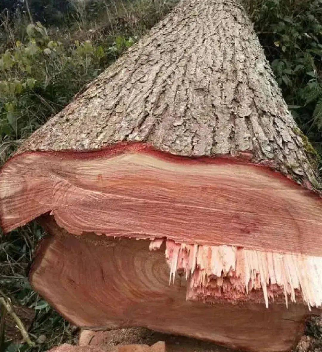 云南农民砍了红椿树一圈,见树没死又在切口处猛砍,还在上面撒盐_何