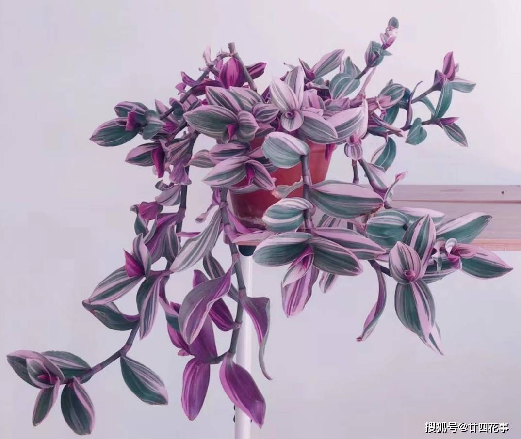 家养油画吊兰,5件事做到位,颜色鲜艳,长势旺盛_修剪_光照_养护