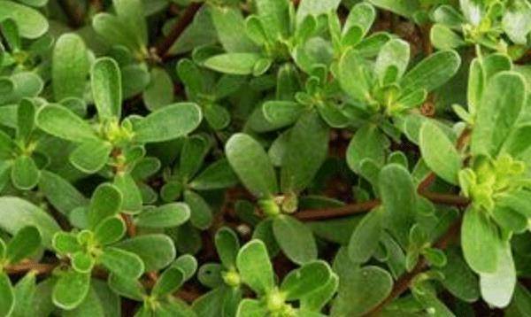 加马齿苋,一宝,白发变黑,如果坚持半个月,身体也会出现令人惊奇的变化