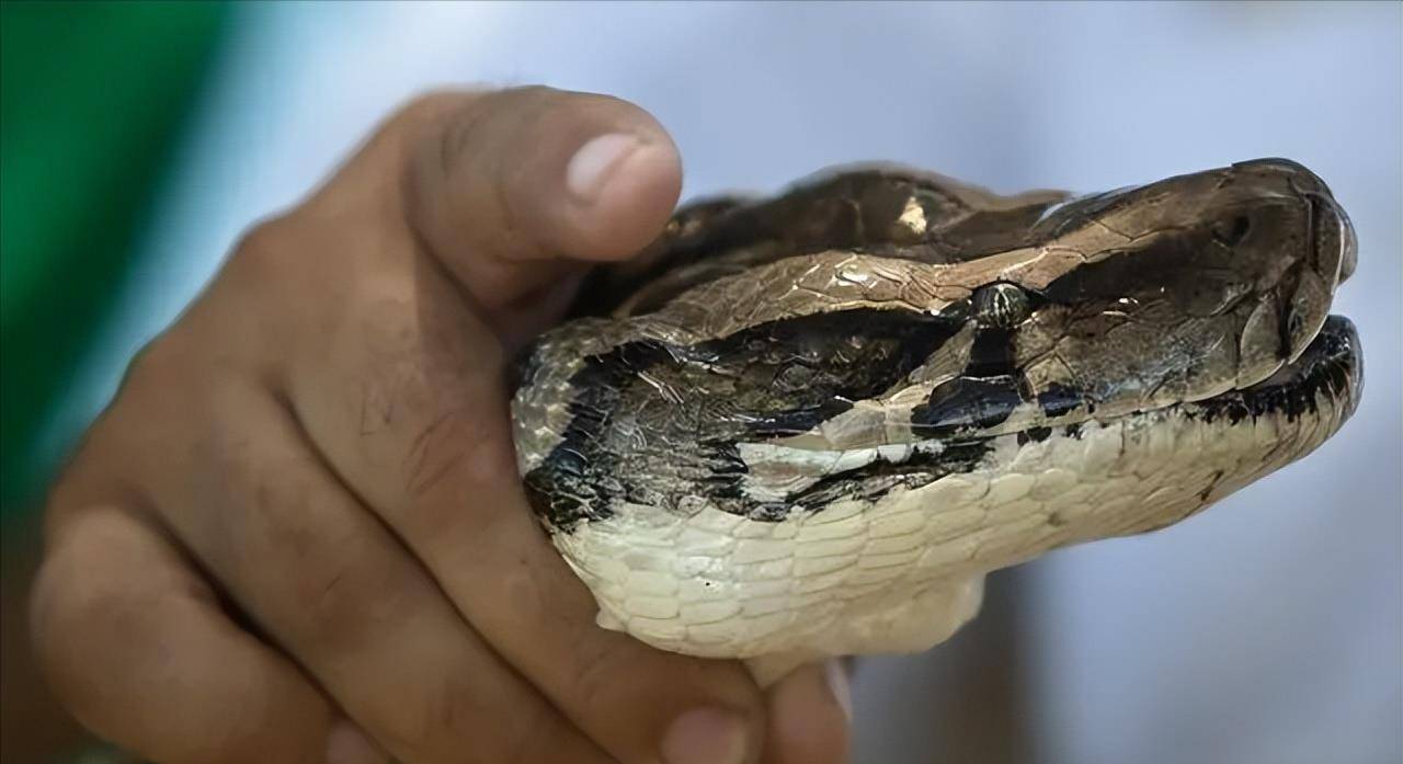 打蛇要打七寸,那么蛇的七寸又在哪里?打了究竟有没有用处呢?_刘小姐_