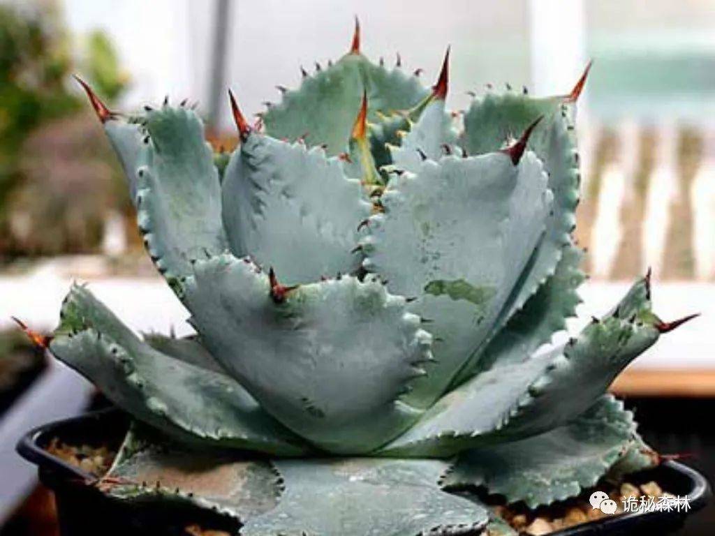 养龙人必入品种——甲蟹龙舌兰(agave isthmensis)_瓦哈卡_植株_叶片