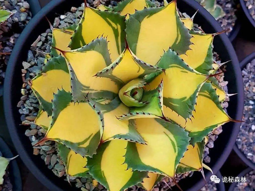 养龙人必入品种——甲蟹龙舌兰(agave isthmensis)_瓦哈卡_植株_叶片