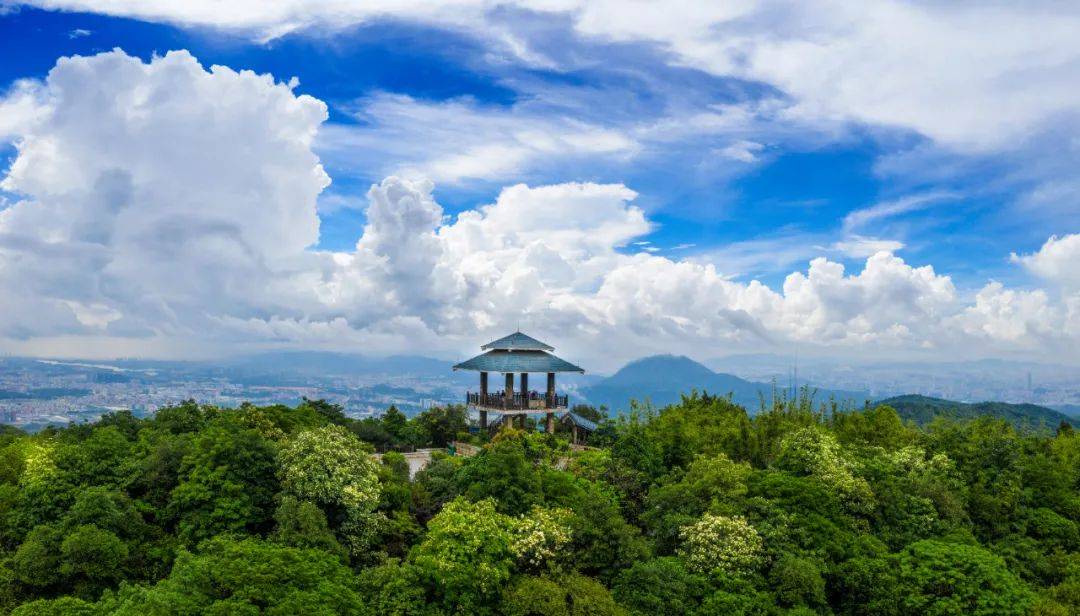 大岭山森林公园全景图图片