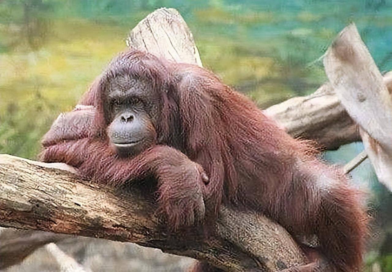 2003年,印尼红毛母猩猩被囚禁6年,获救后见到"妈妈"行为古怪_pony