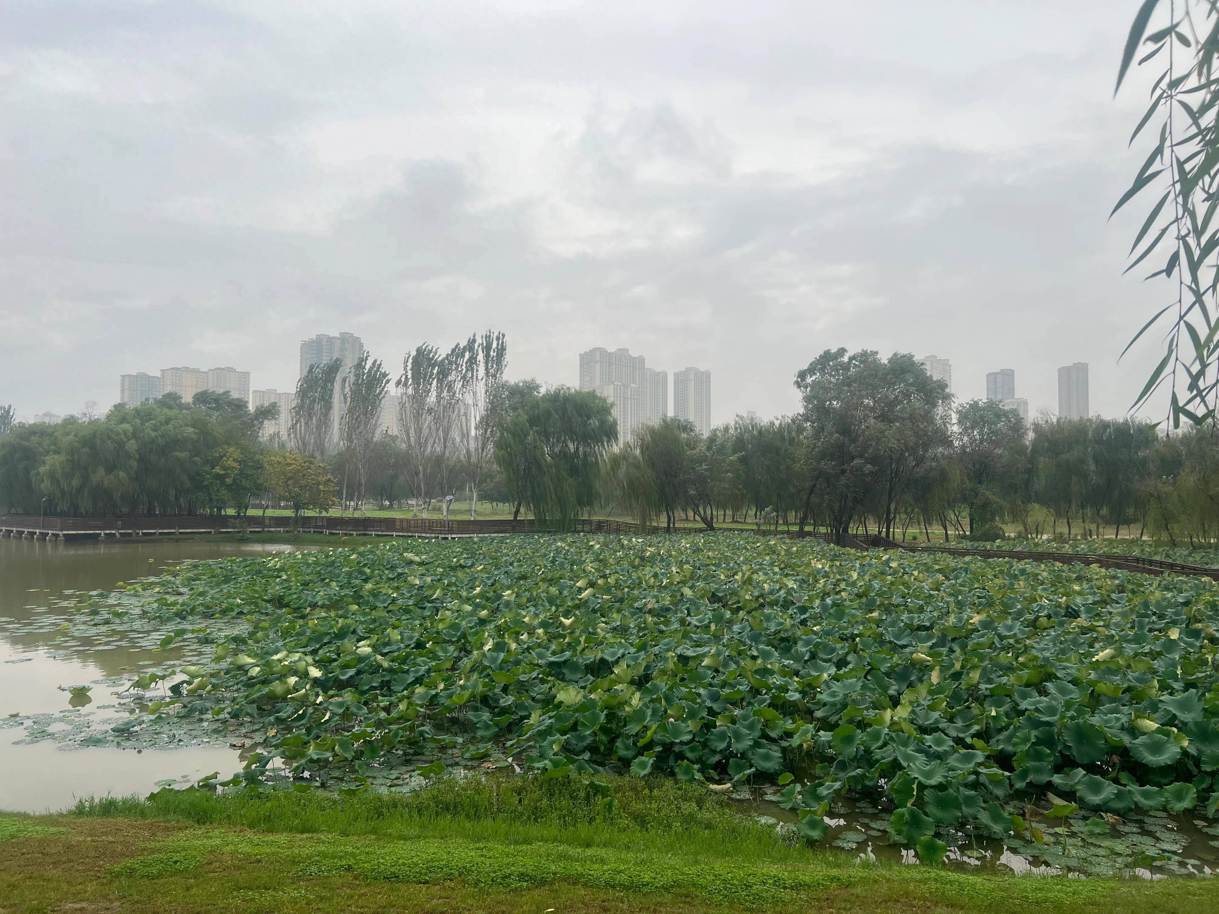 浐灞桃花潭公园图片