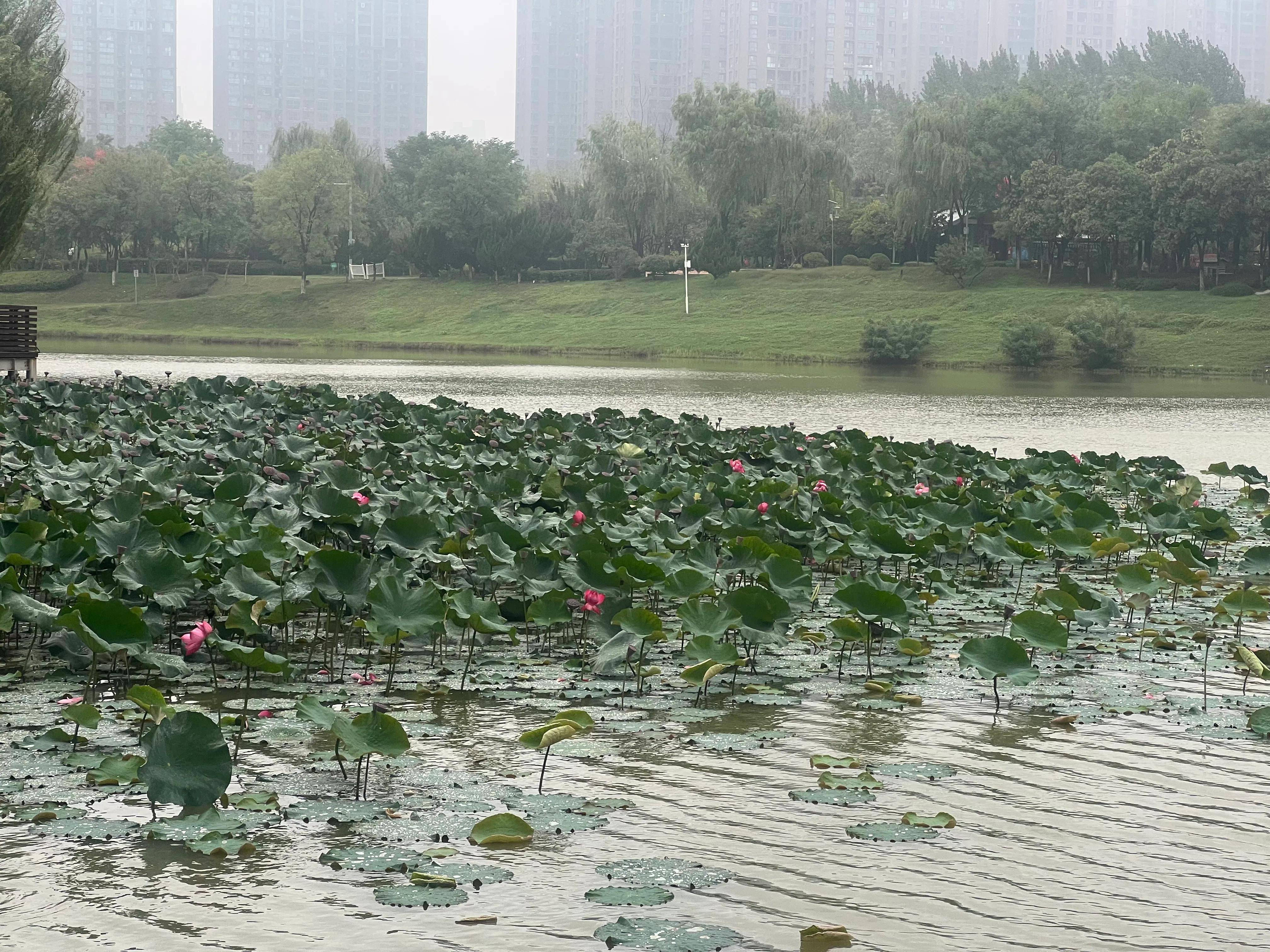 浐灞桃花潭公园图片