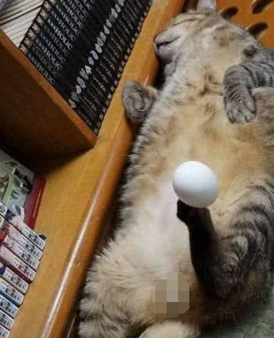 猫咪睡醒看到爪上一颗蛋，瞬间懵了：铲屎官你又给我弄什么玩意儿 