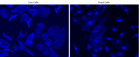 小麦胚芽凝集素(wga)染色试剂:揭示细胞内秘密的关键利器_图像_结构