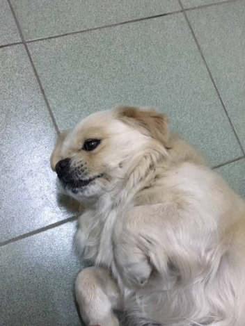 莫高窟真正的“守护者”,萌犬乐乐翻身成“网红” 莫高窟真正的“守护者”,萌犬乐乐翻身成“网红”