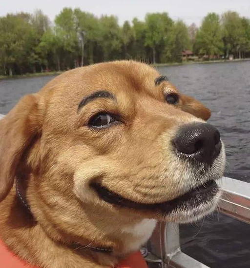 路上遇"浓眉法斗"一脸严肃想事情,网友爆笑:有蔡头的feel!