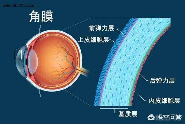 兰州爱尔眼科医院邢华平主任：角膜也需要“营养”(图2)