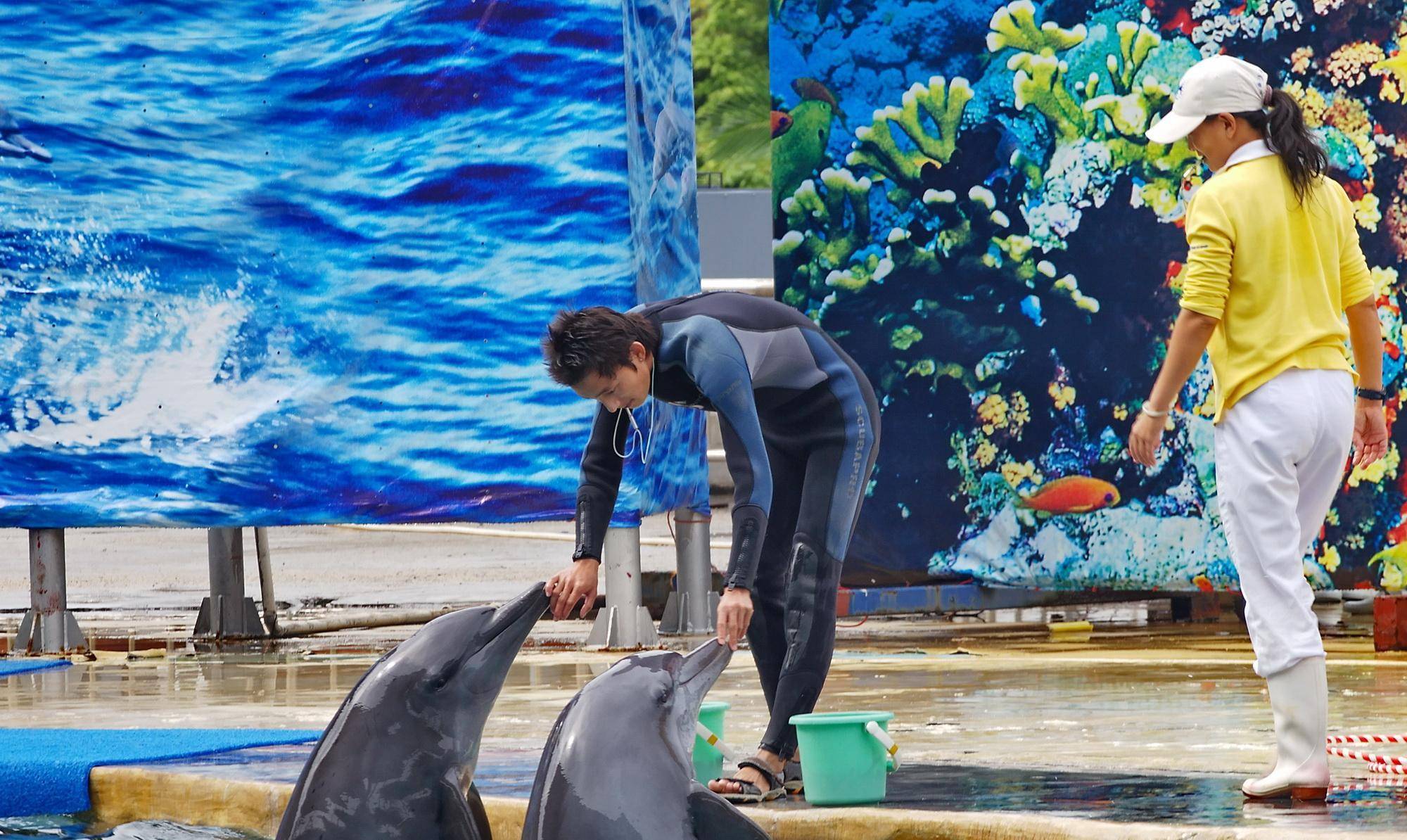 在场的也只有鲍喜顺能用他超长的手臂将塑料从海豚的胃里取出来