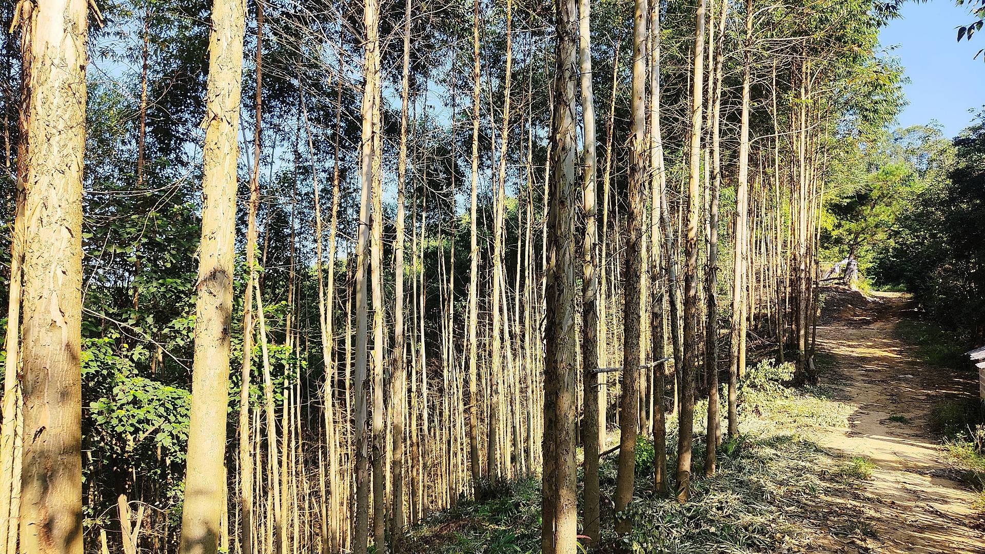 桉树的背后,到底是谁在挣钱?_广西_加工_企业