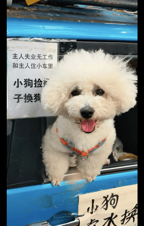 主人失业没工作还患病,狗狗便自己捡瓶子卖水赚狗粮,被感动到了 主人失业没工作还患病,狗狗便自己捡瓶子卖水赚狗粮,被感动到了