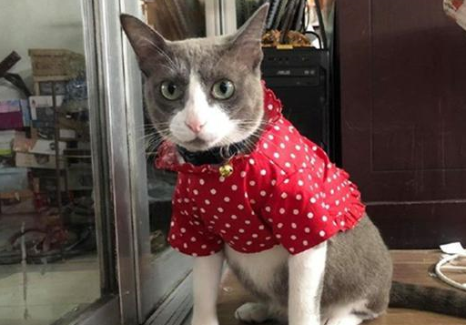 奶奶起初嫌烦抗拒养猫,可奶猫在家一周后,已经做起了猫用花衣裳 奶奶起初嫌烦抗拒养猫,可奶猫在家一周后,已经做起了猫用花衣裳