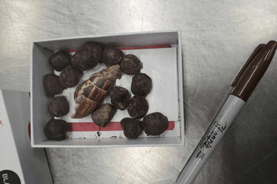 美国海关官员查获长颈鹿粪便,携带者称是为了做项链?_女士_什么_爱好