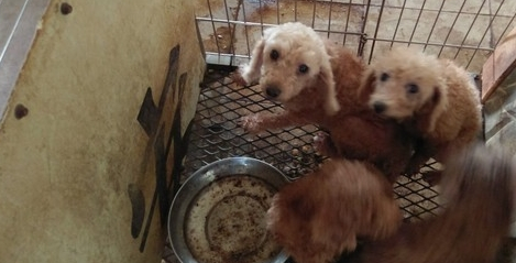 名贵猫狗当猪养,狗场堪比猪圈,网友:这还是人吗? 名贵猫狗当猪养,狗场堪比猪圈,网友:这还是人吗?