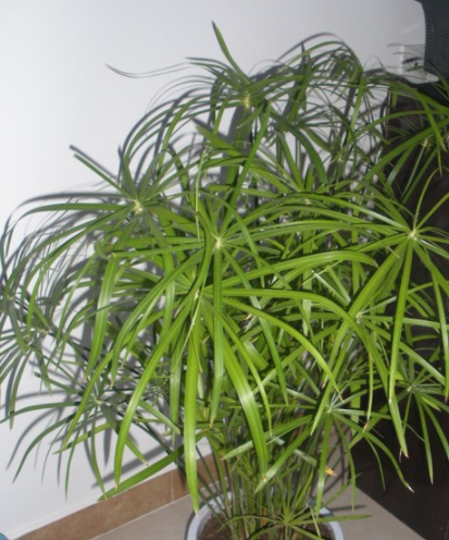 原来盆栽台湾竹的养护方法是这样!网友:带走了!_明亮_新枝_光线