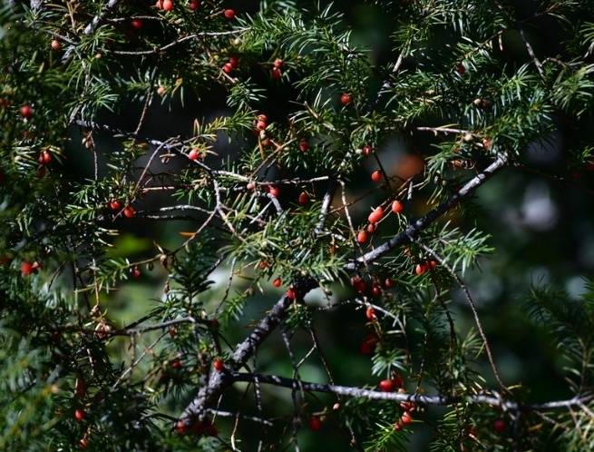 紅豆杉 61O8dcZaiVL._AC_UF350,