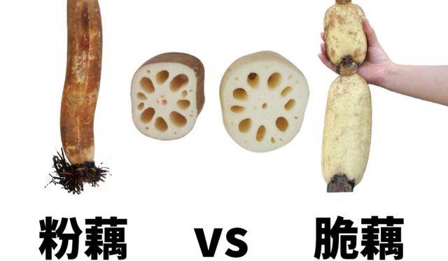 买莲藕,要先分清面藕和脆藕有何不区别?买错了影响口感还不好吃