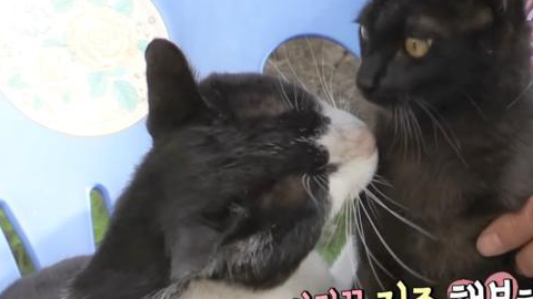 “痴情”猫为爱2次离家出走,8小时走了8000米,只为陪在伴侣身边 “痴情”猫为爱2次离家出走,8小时走了8000米,只为陪在伴侣身边