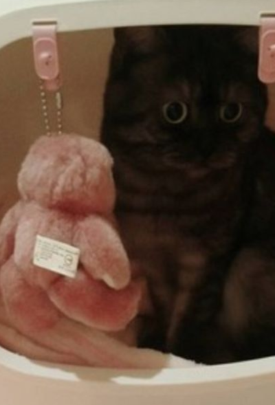黑猫第一次剃毛,主人差点认不出来:怎么穿了件白色内衣? 黑猫第一次剃毛,主人差点认不出来:怎么穿了件白色内衣?